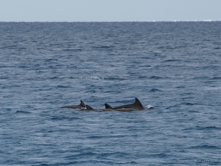 80- Des dauphins chassent pres de notre mouillage.JPG